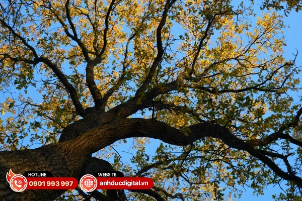 Sony đủ tự tin để khẳng định rằng Alpha A7 V có thể đạt dải nhạy sáng lên đến 16 stops