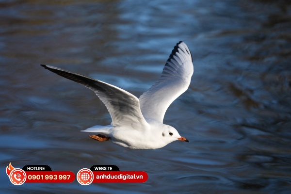 Sony Alpha A7 V nay có thêm tùy chọn Tự Động cho phép máy ảnh lựa chọn giữa tất cả các loại đối tượng khác nhau