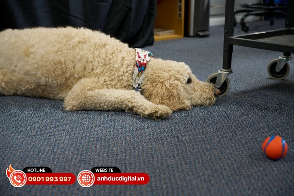 Tamron 35-100mm F2.8 Di III VXD có khả năng lấy nét nhanh vào nhiều chủ thể