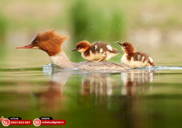 cách quy đổi tiêu cự máy ảnh - 3