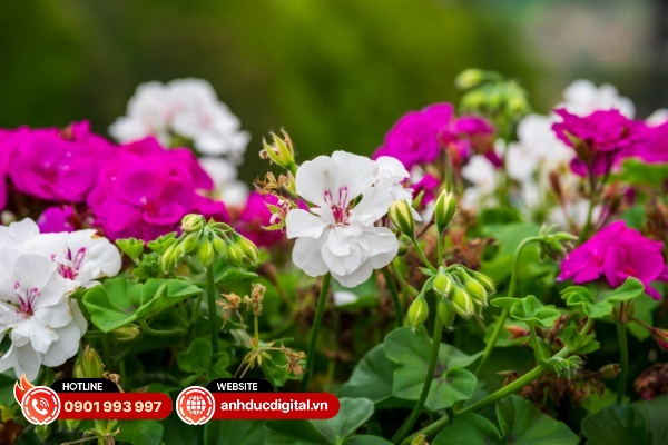 Viltrox 85mm F2 EVO xử lý tốt hầu hết các quang sai